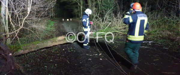 Baum droht zu fallen