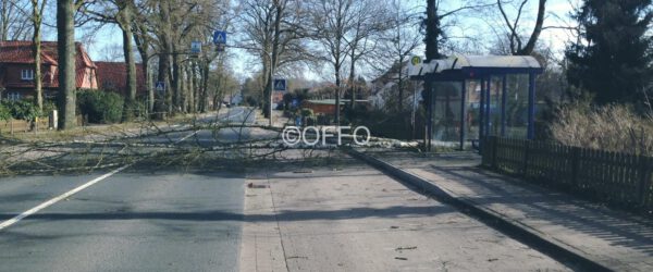 Baum auf Straße