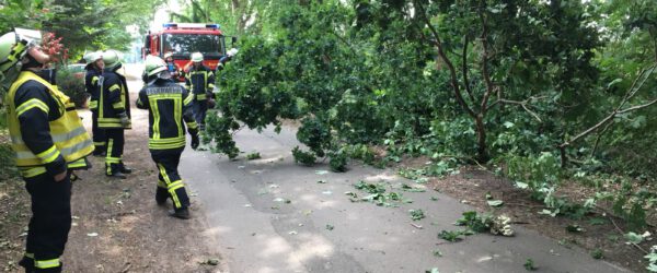 Baum auf Straße