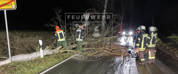 Baum auf Lilienthaler Straße